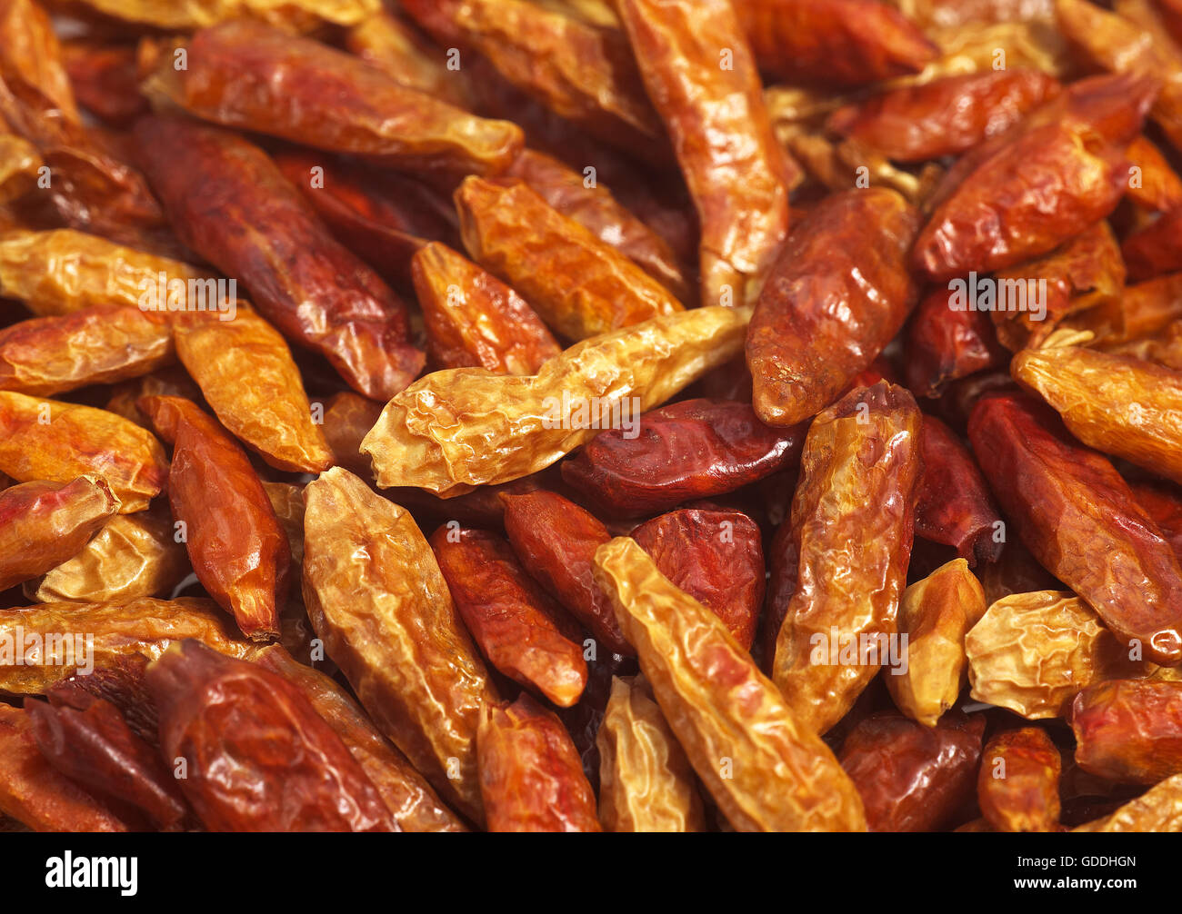 Bird Pepper, capsicum frutescens, Close up of Condiment Stock Photo
