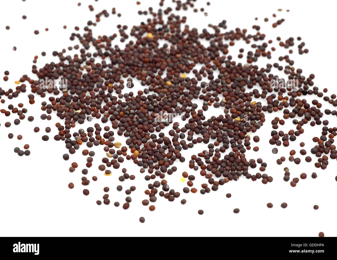 BLACK MUSTARD SEEDS sinapis nigra Stock Photo