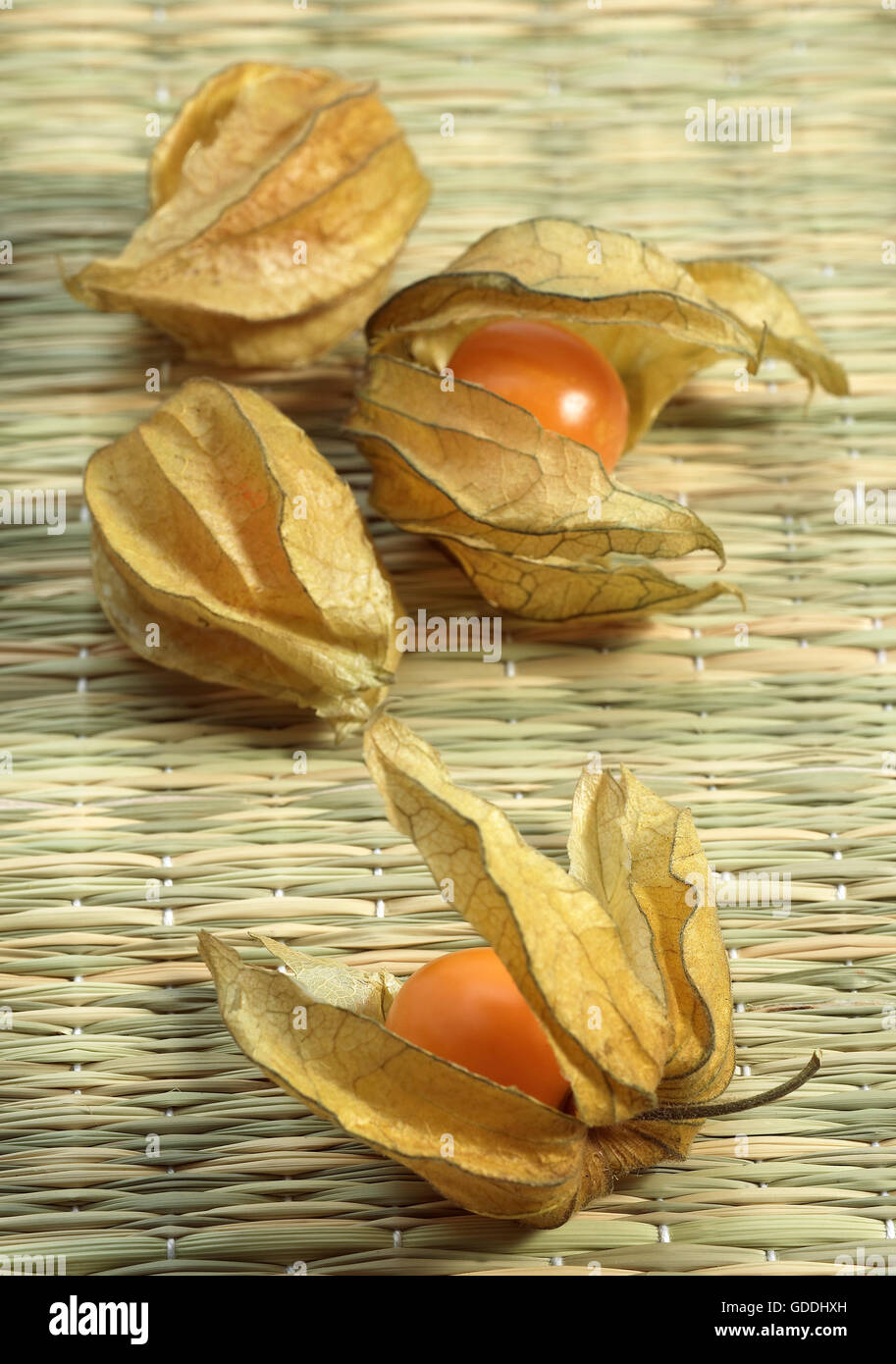 Chinese Lantern Fruit, physalis alkekenge Stock Photo