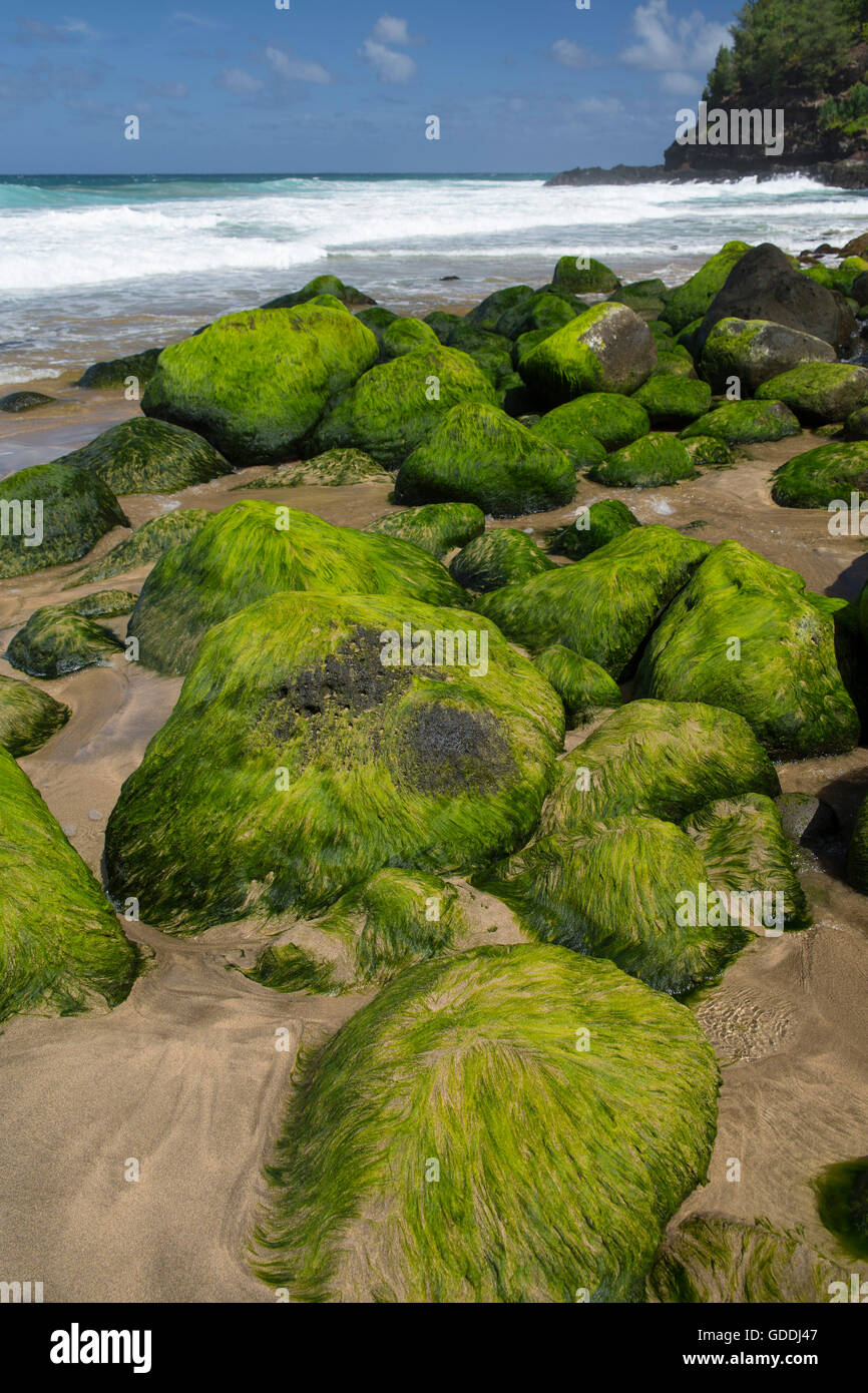 Kauai,Hanakapiai Beach,Well Pali,sea,shore,algae,stones,Kauai,USA,Hawaii,America, Stock Photo