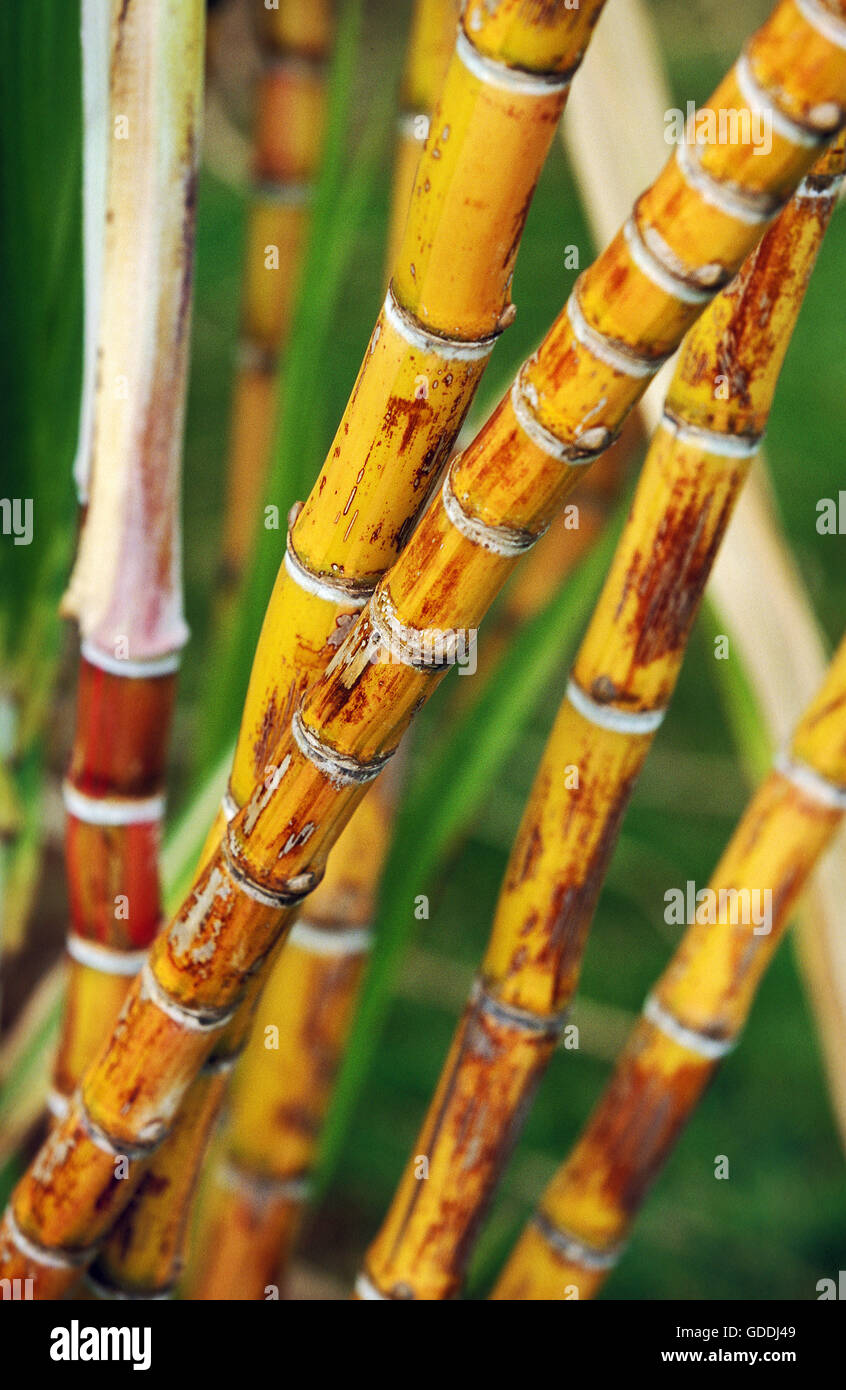 SUGAR CANE IN HAWAII Stock Photo Alamy