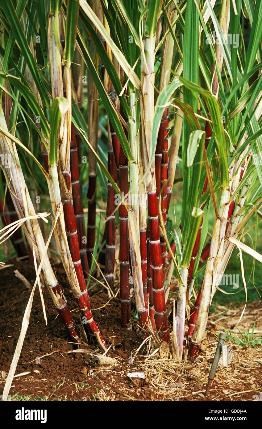 SUGAR CANE IN HAWAII Stock Photo Alamy
