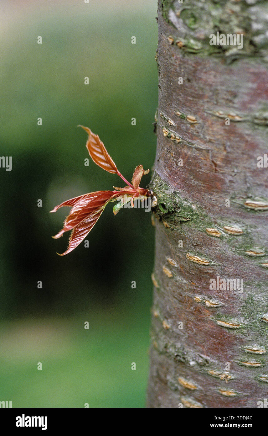 Bud on Cherry Tree Called Bigarreau Napoleon, prunus cerasus Stock Photo