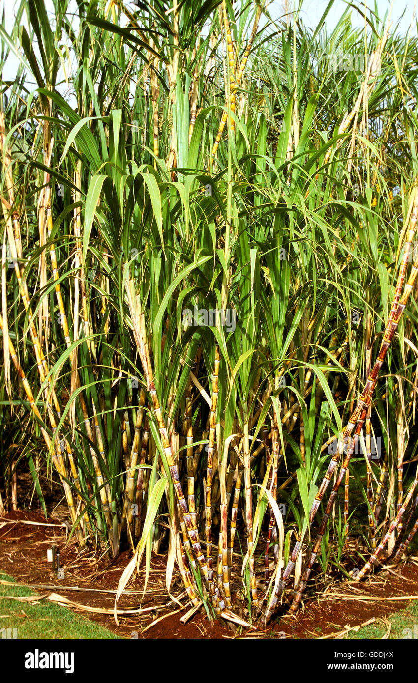 Sugar Cane Field, Hawaii Stock Photo