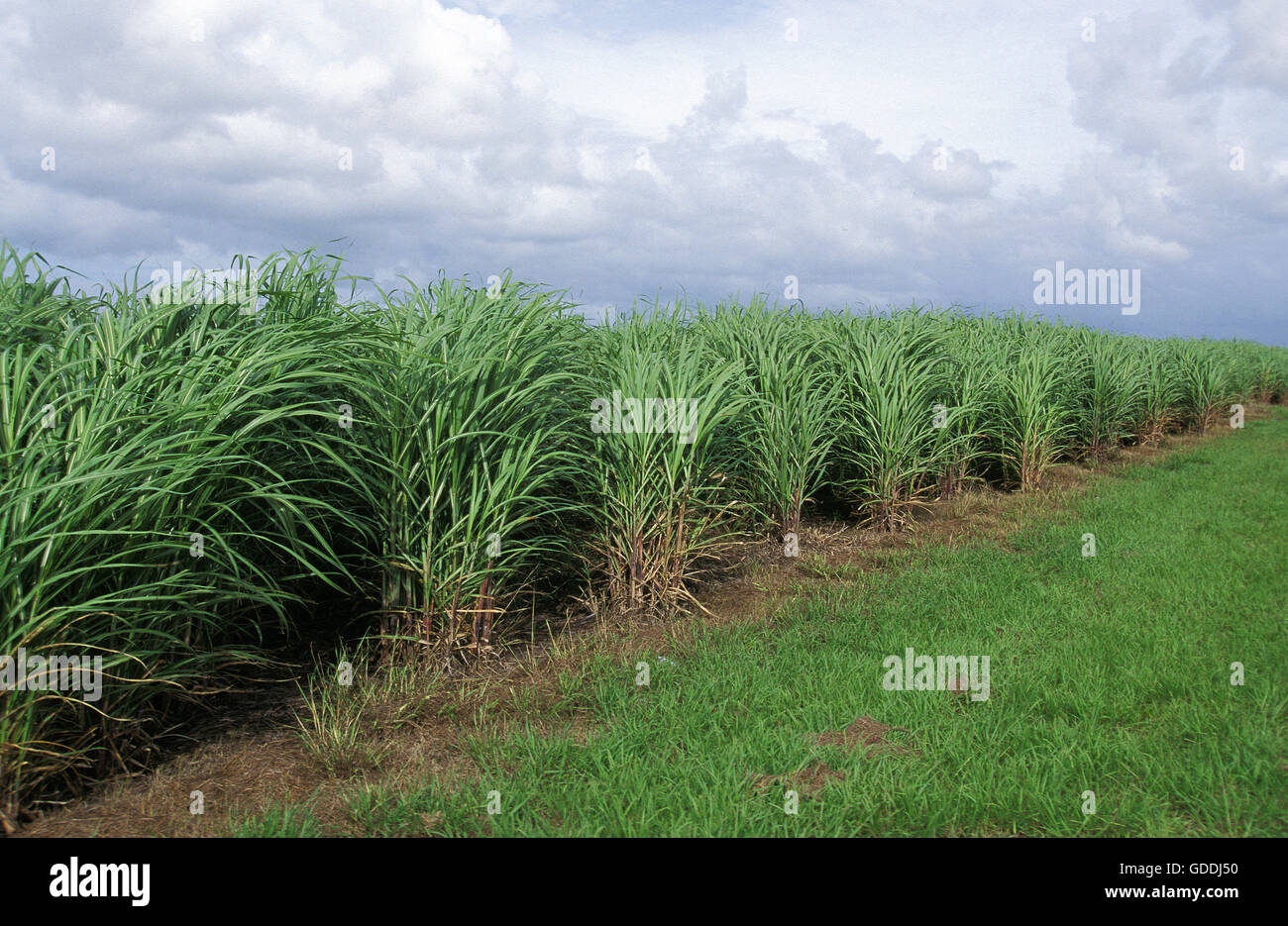 Sugar Cane Field, Australia Stock Photo