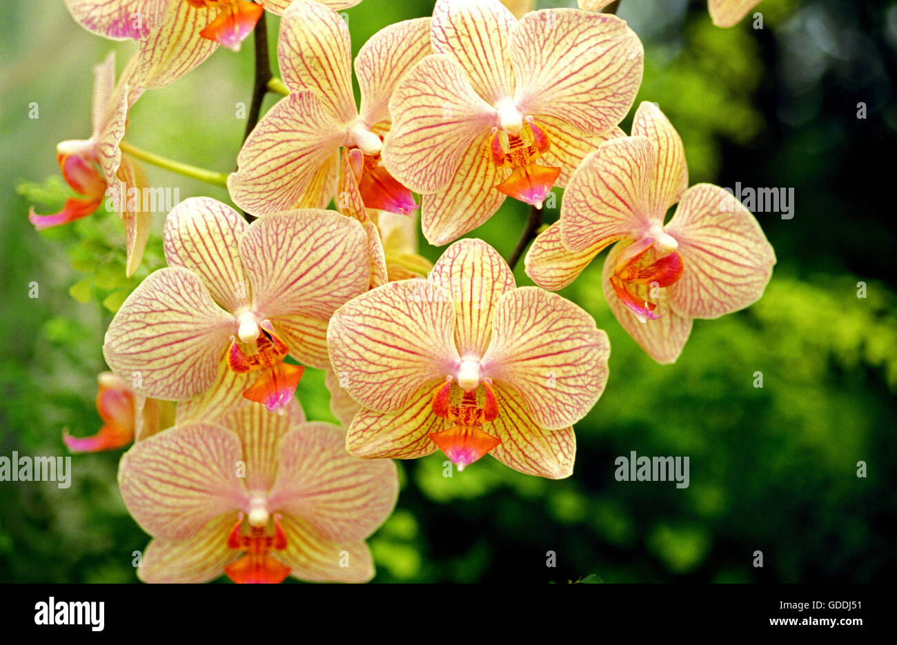 Blooming Orchid, phalaenopsis sp. Stock Photo
