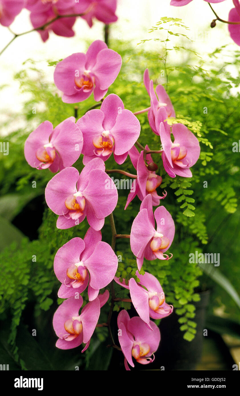 Blooming Orchid, phalaenopsis Stock Photo