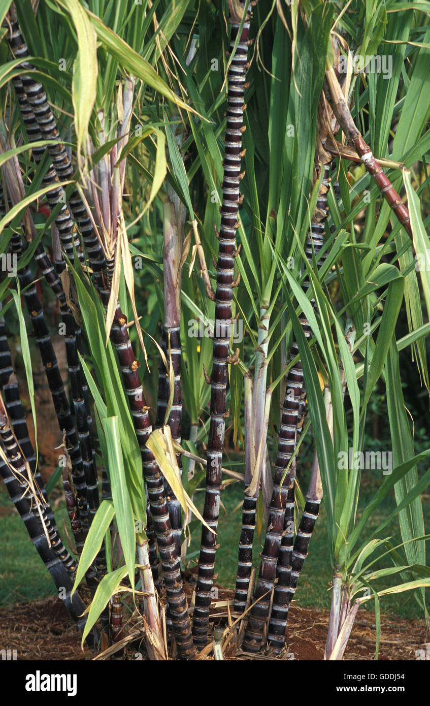 Sugar Cane in Hawaii Stock Photo Alamy