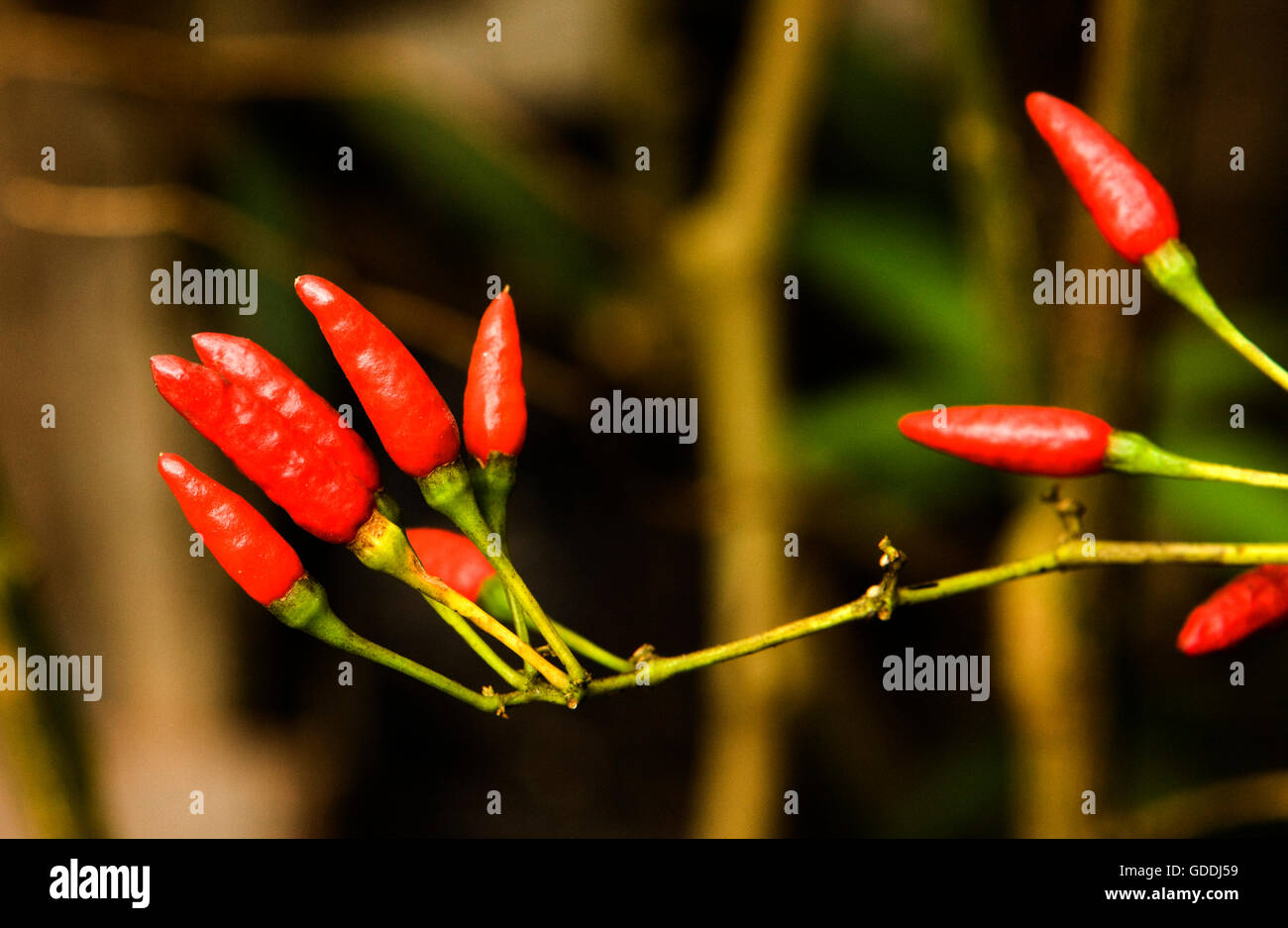 Bird Chilli Pepper, capsicum frutescens, Peru Stock Photo