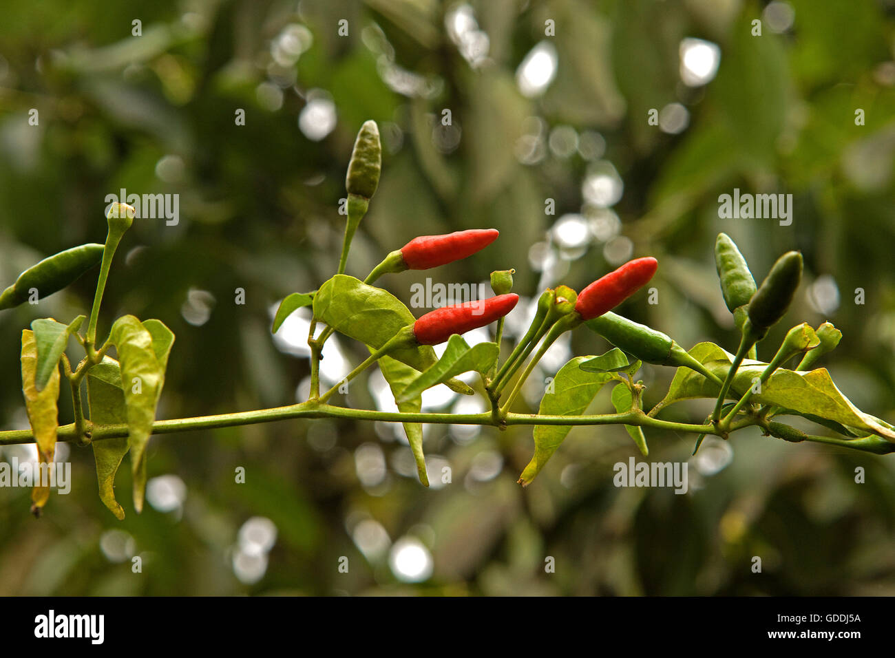 Bird Chilli Pepper, capsicum frutescens, Peru Stock Photo