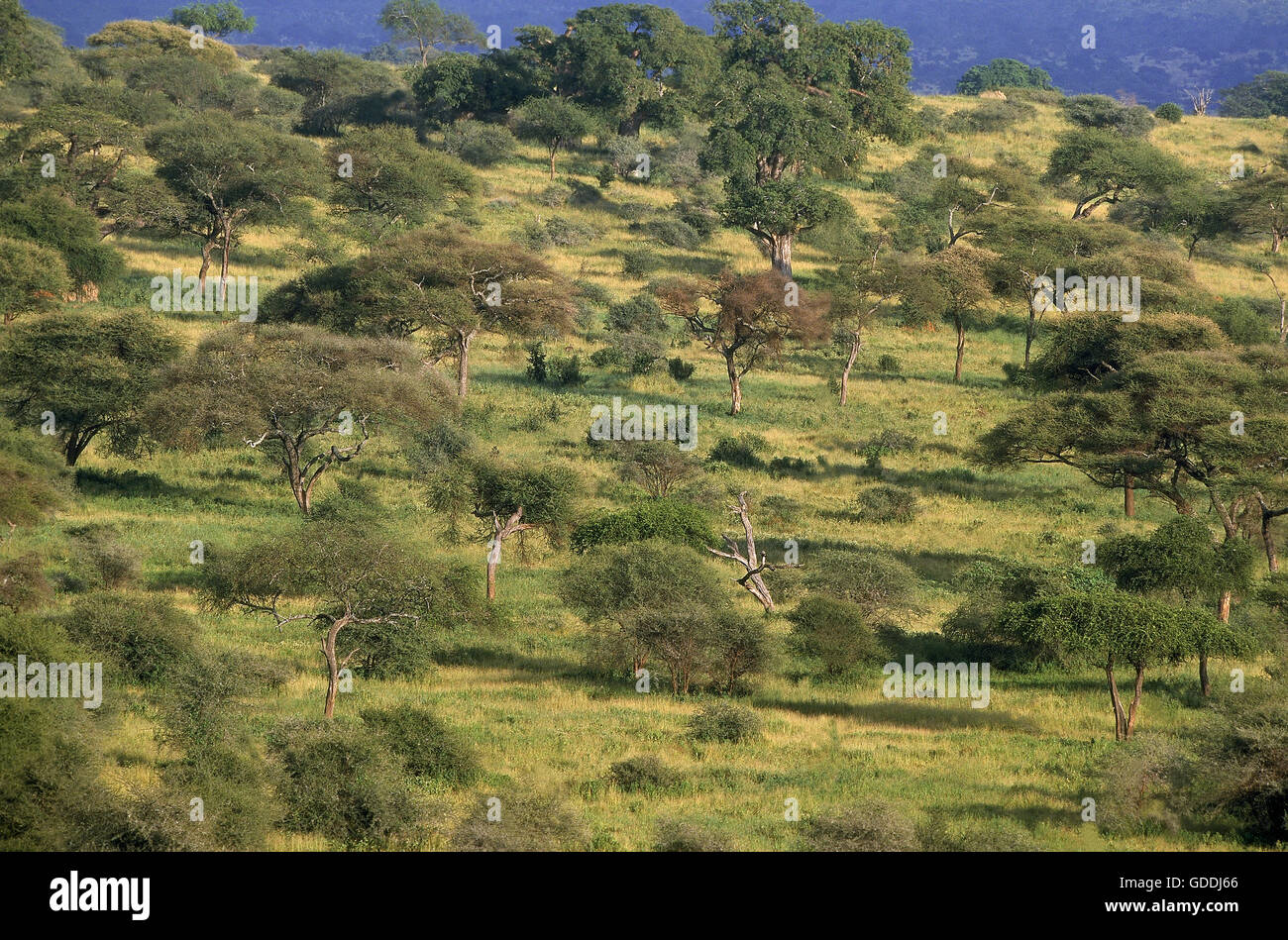 Savanna at Tarangire Park in Tanzania Stock Photo