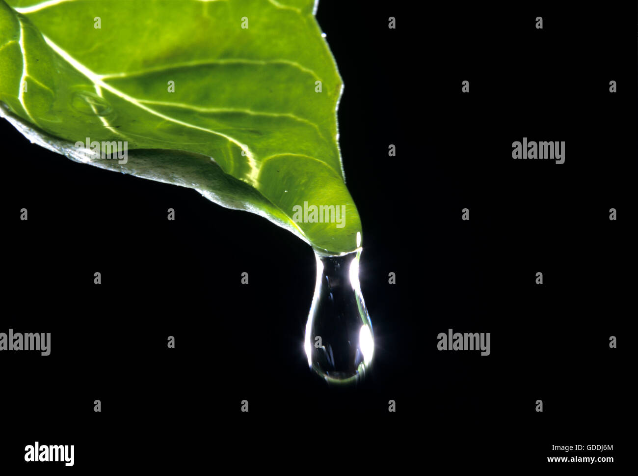 Drop of Dew dropping from Leaf Stock Photo
