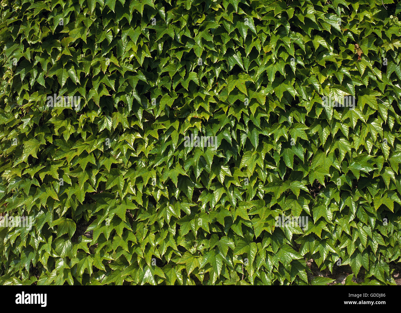 WALL COVERED BY VIRGINIA CREEPER parthenocissus Stock Photo