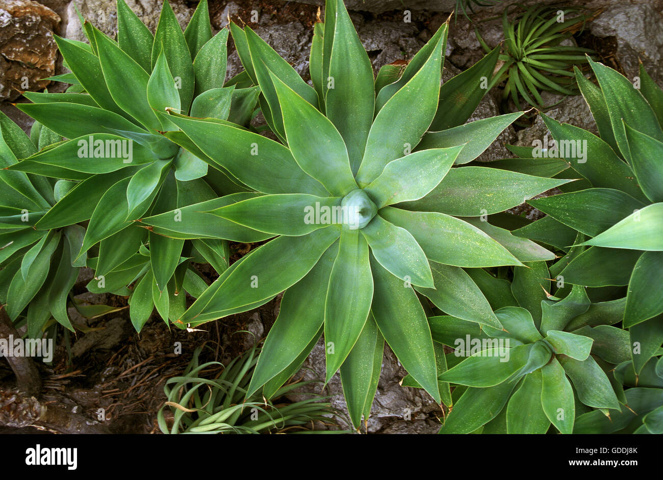 anthurium umtopfen Anthurium in Wasser main image 1
