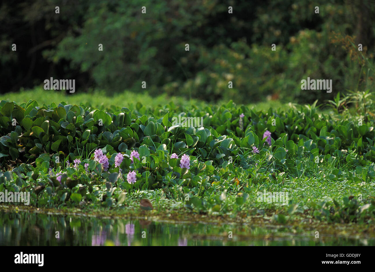 WATER HYACINTH eichhornia crassipes, BRAZIL Stock Photo
