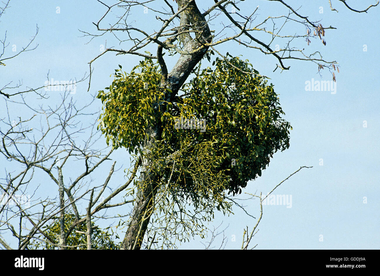 Mistletoe, viscum album, on Dead Tree in Normandy Stock Photo