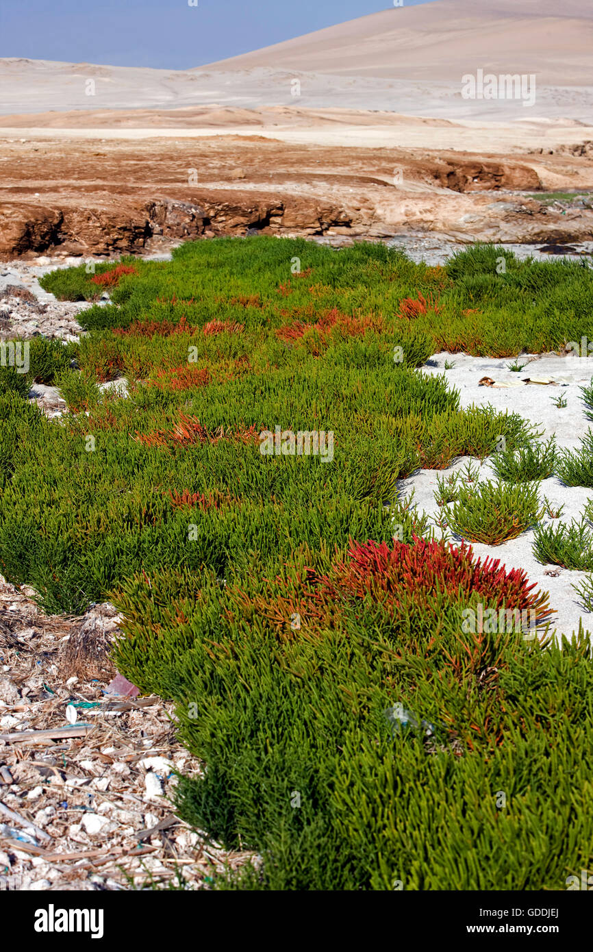 Samphire, salicornia sp., Yumaque Beach, Paracas Nationl Park in Peru Stock Photo