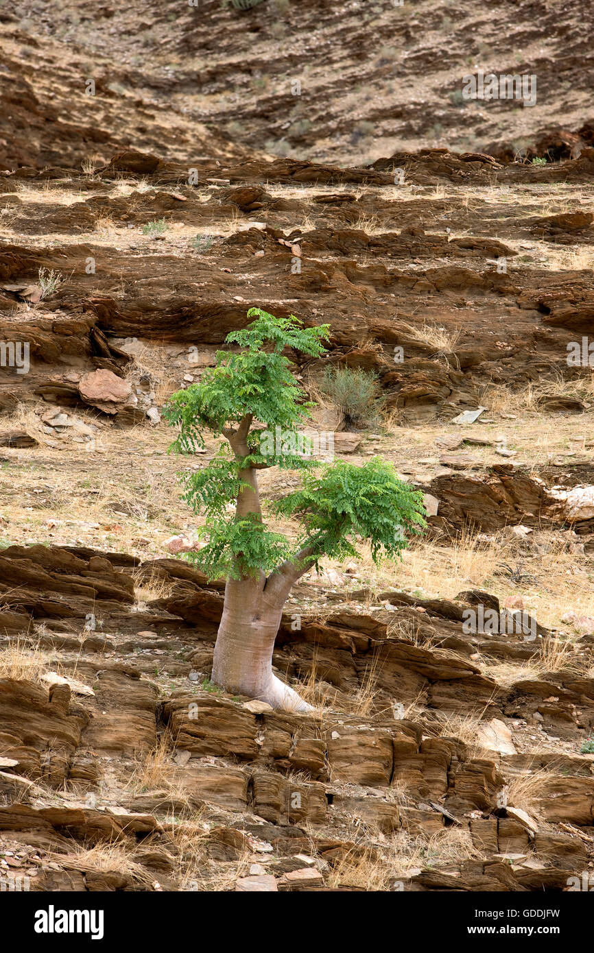 Kobas Tree, cyphostemma currorii, Namib Desert near Walvis Bay, Namibia Stock Photo