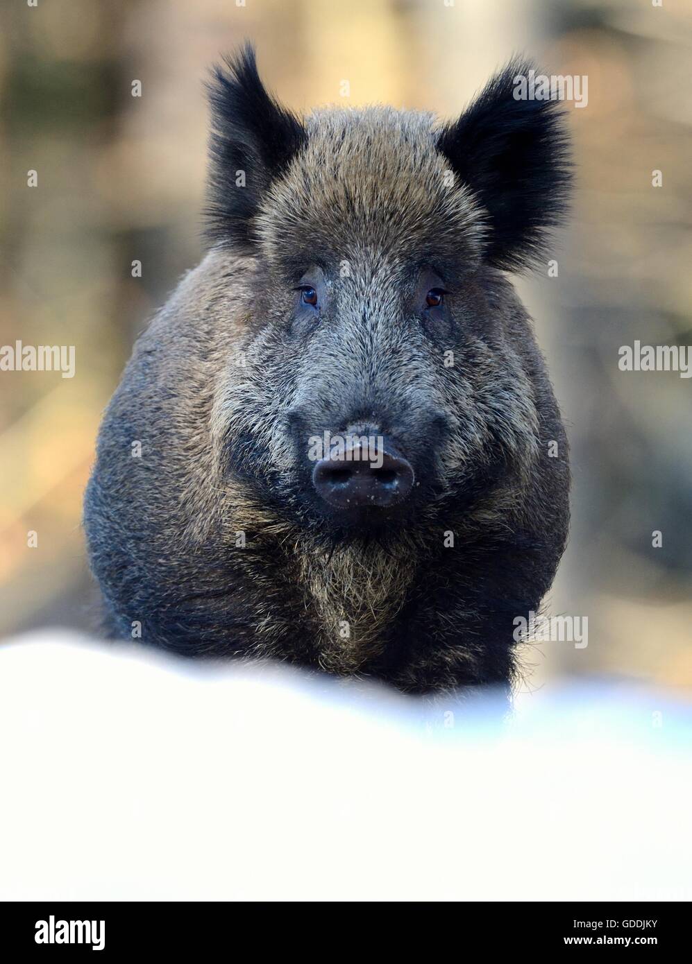 Wild boar Stock Photo