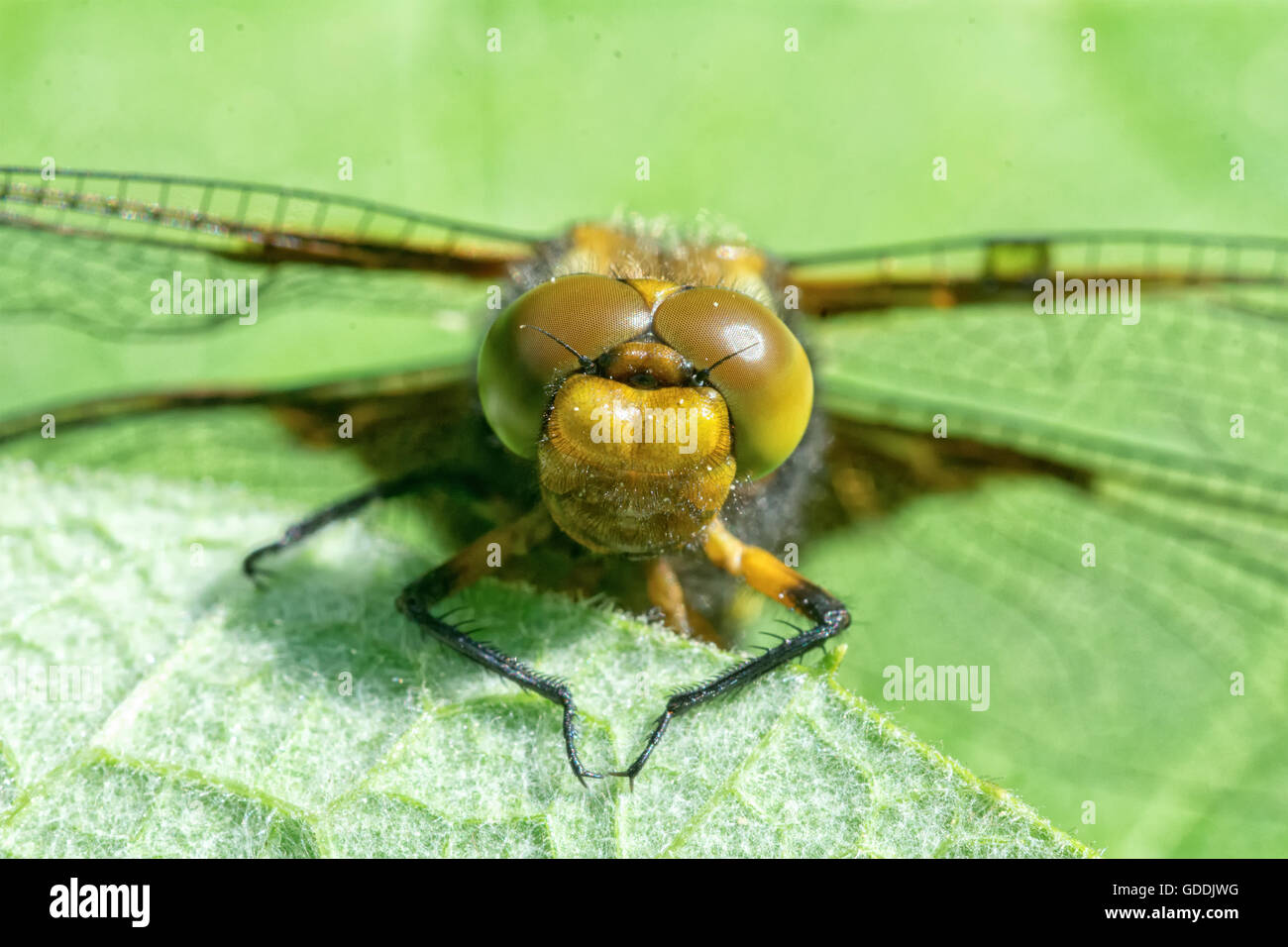 Detail of head of a dragonfly with a green blurred background Stock ...