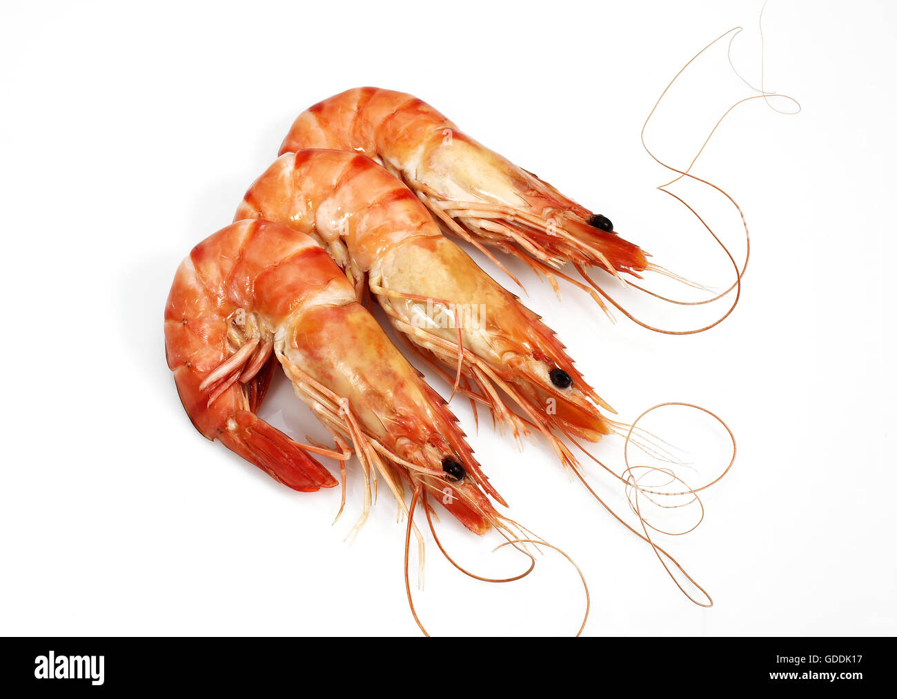 FRESH PRAWN AGAINST WHITE BACKGROUND Stock Photo