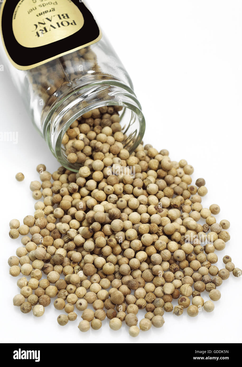 WHITE PEPPERCORN AGAINST WHITE BACKGROUND Stock Photo