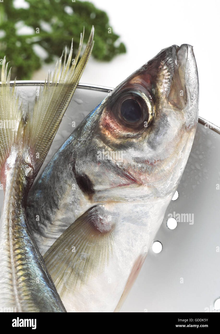 Horse mackerel hires stock photography and images Alamy
