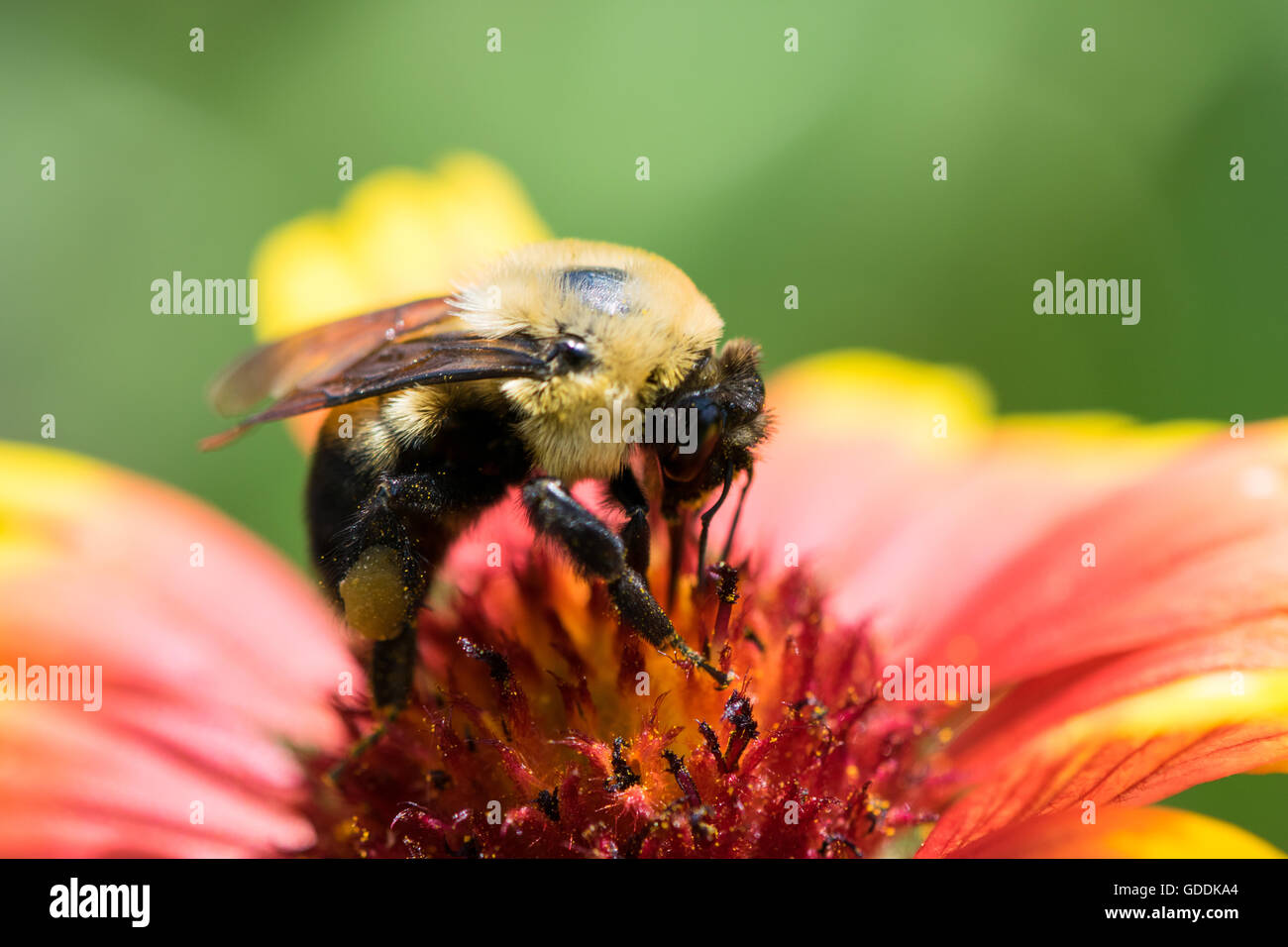 Honey Bee Pollinating a Flower Stock Photo
