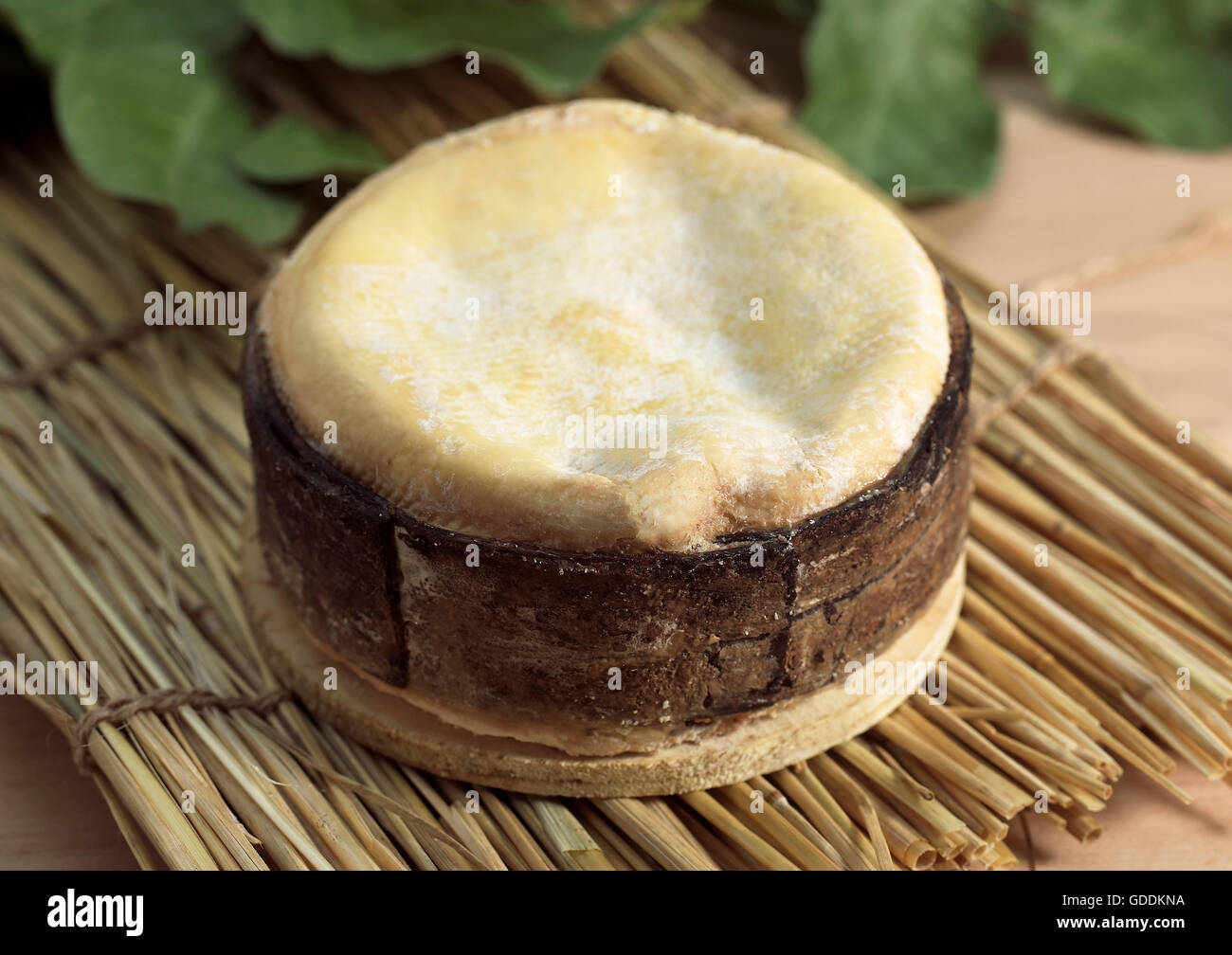 Cheese called Vacherin Mont d'Or, made from Cow's Milk in Switzerland and Jura in France Stock Photo