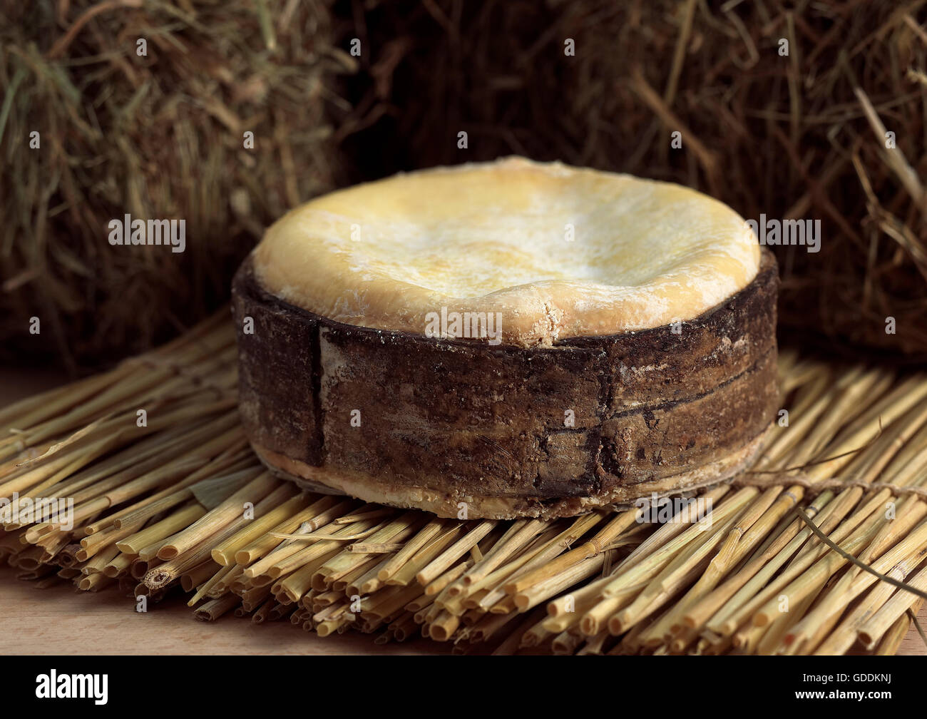 Cheese called Vacherin Mont d'Or, made from Cow's Milk in Switzerland and Jura in France Stock Photo