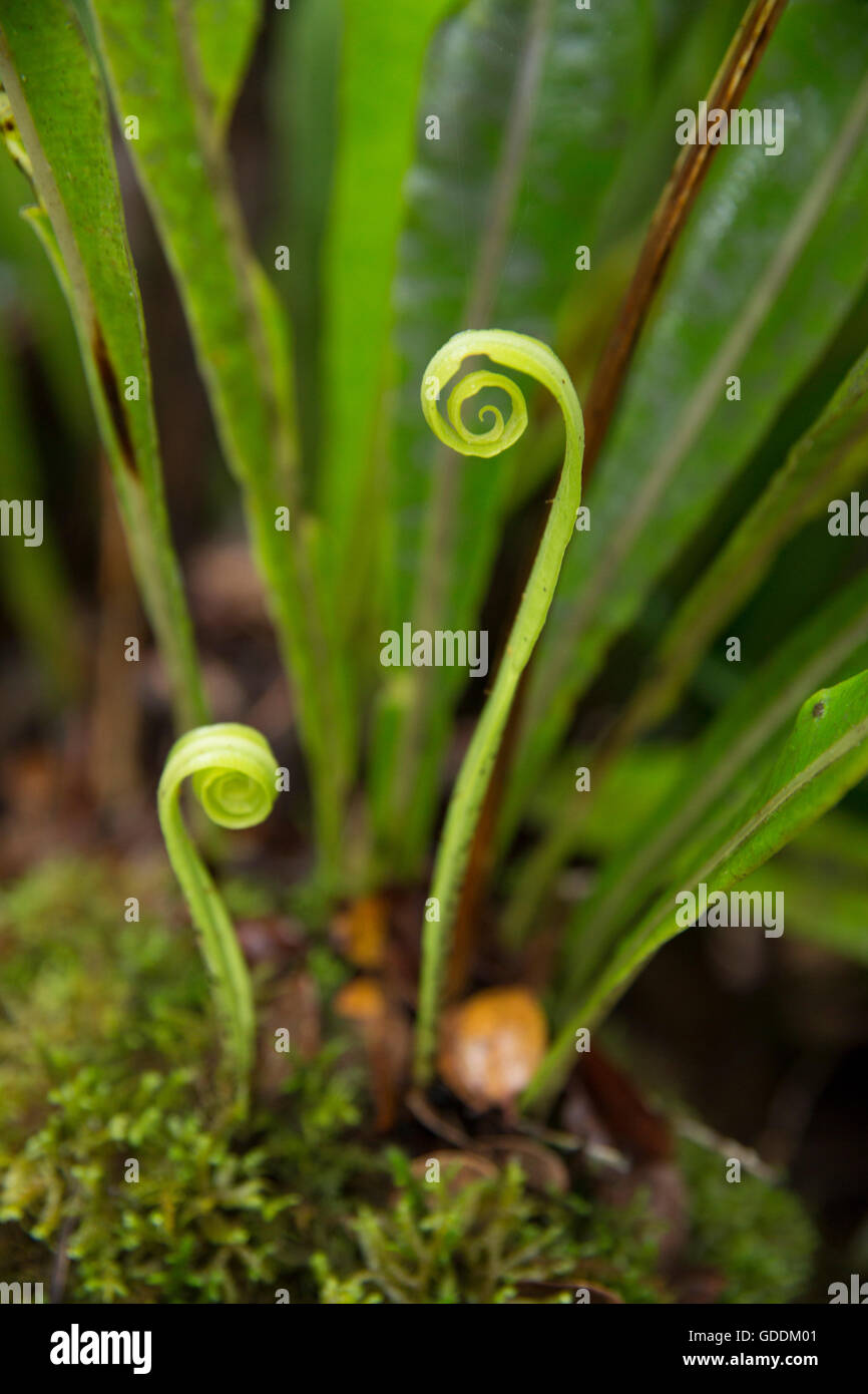 Kauai,plants,Well Pali Kona Forest,reserve,USA,Hawaii,America,nature, Stock Photo