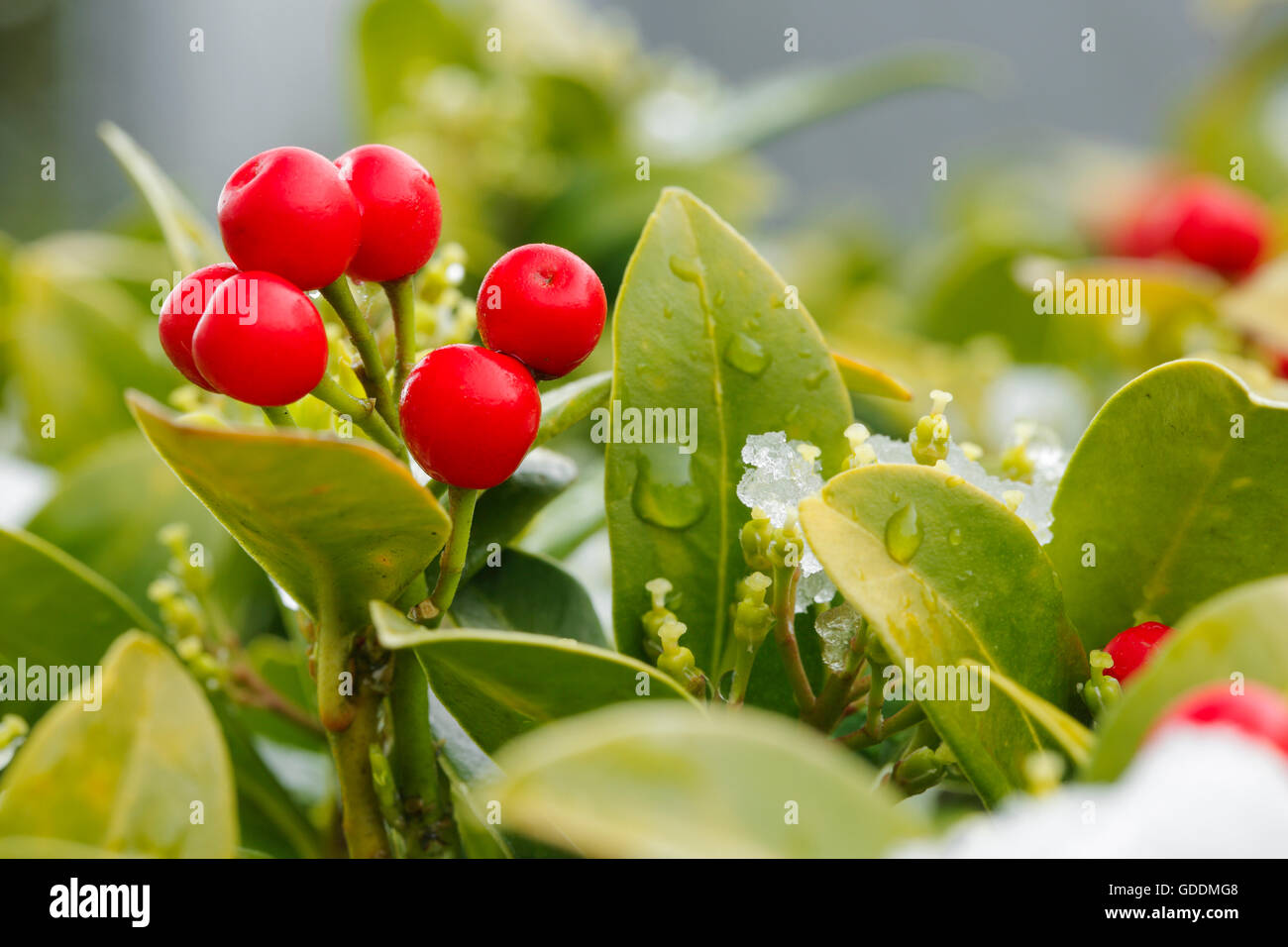 Skimmia berries hi-res stock photography and images - Page 3 - Alamy