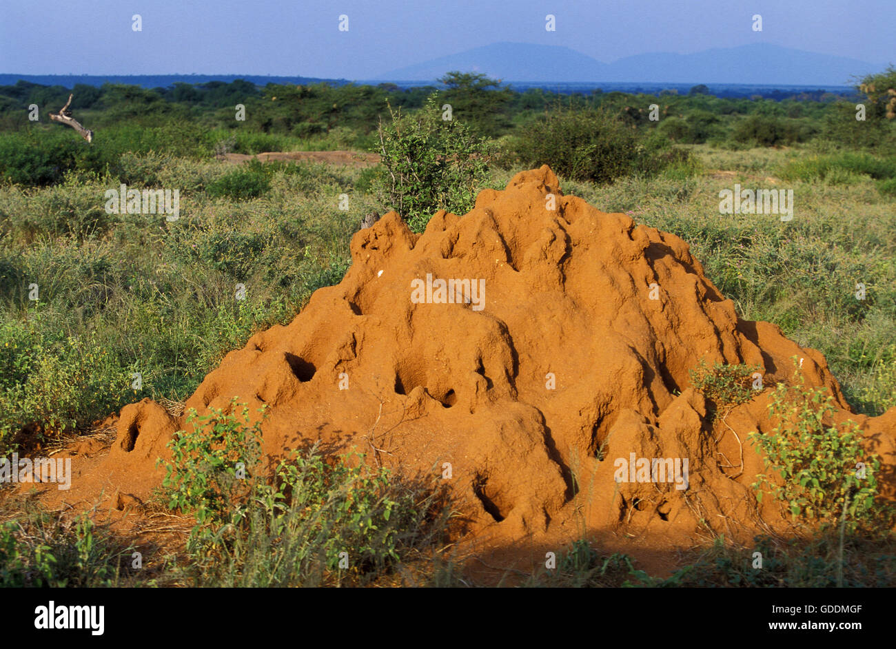 Termite Hill in Kenya Stock Photo