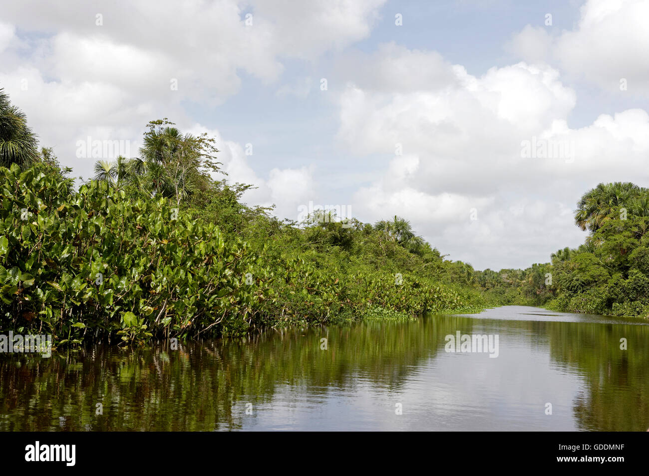 Forest and River at Orinoco Delta in Venezuela Stock Photo