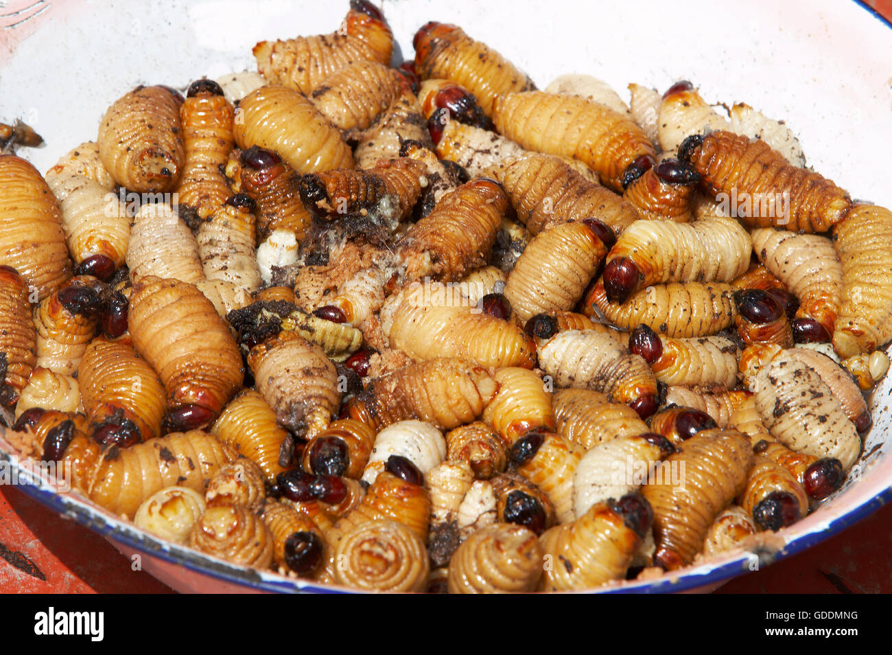 PalmTree's Worm, Food for Warao Indians living in Orinoco Delta