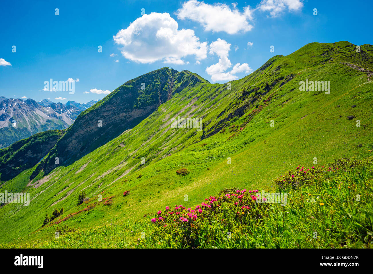 Alpine roses blossom (rhododendron) in the Fellhorn,in 2038 m,Allgäu Alps,Bavaria,Germany,Europe Stock Photo
