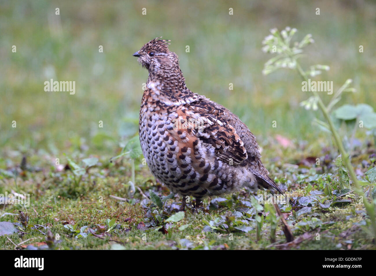 Hazel hen Stock Photo