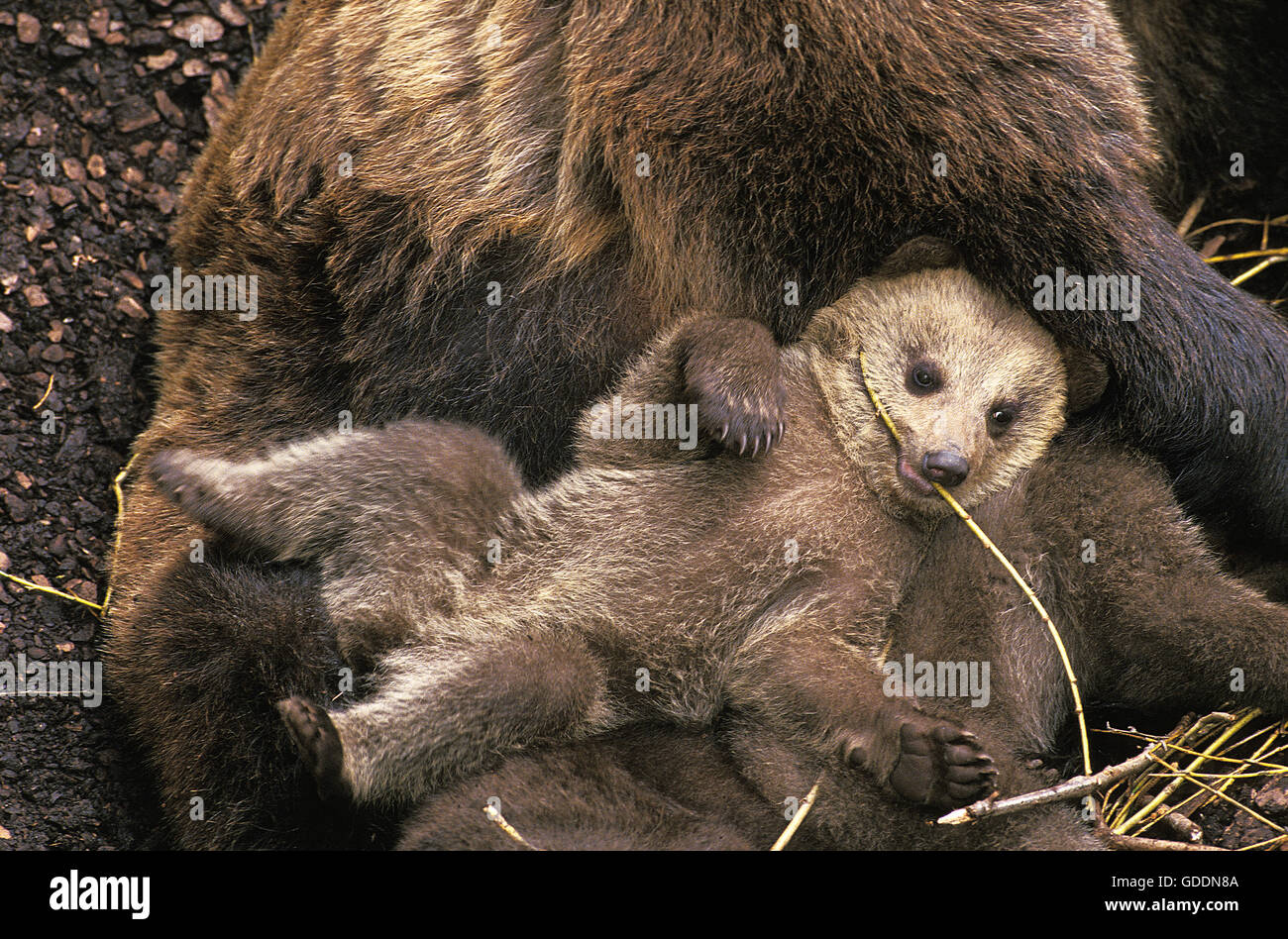 Brown Bear, ursus arctos, Mother and Cub Stock Photo