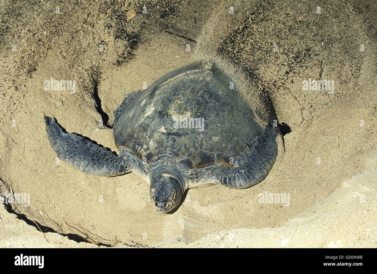 Green Sea Turtle, chelonia mydas, Female covering Eggs with Sand, after Laying, Malaysia Stock Photo
