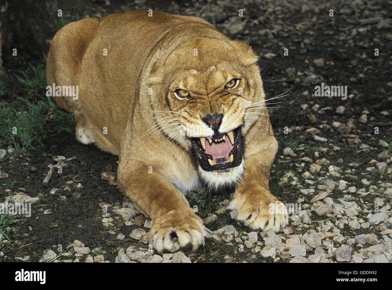 African Lion, panthera leo, Female Snarling Stock Photo