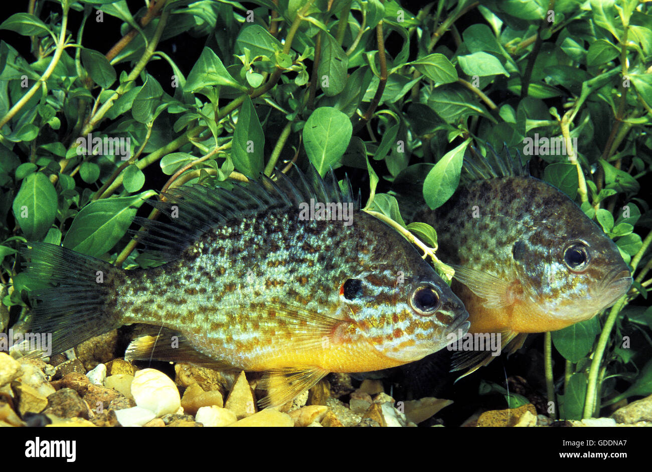 Pumpkinseed Sunfish, lepomis gibbosus Stock Photo