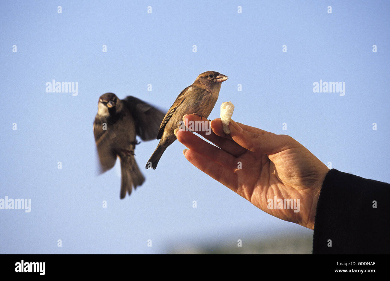 House Sparrow, passer domesticus, Hand of Woman giving Food Stock Photo