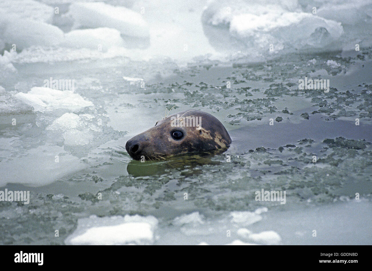 Grey Seal, halichoerus grypus, Head emerging from Icy Ocean, Magdalena Islands in Canada Stock Photo