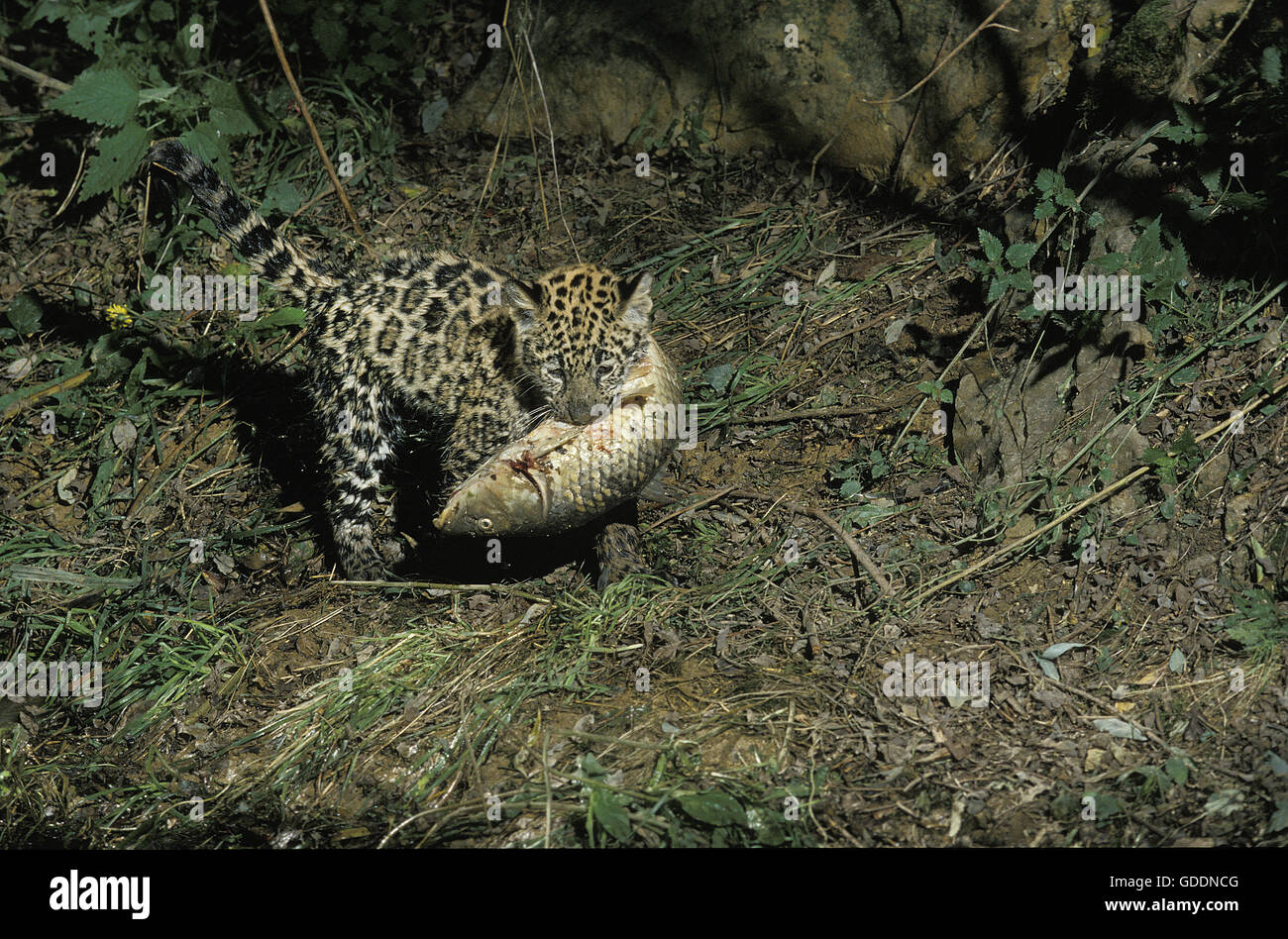 Jaguar, panthera onca, Cub carrying Fish in its Mouth Stock Photo