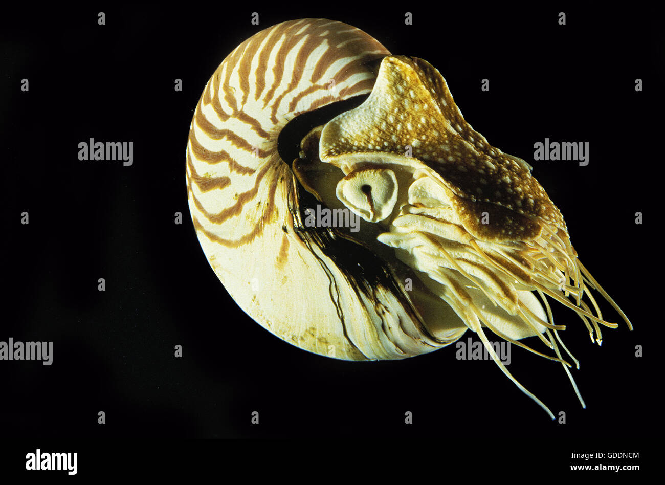 Nautilus, nautilus macromphalus Stock Photo