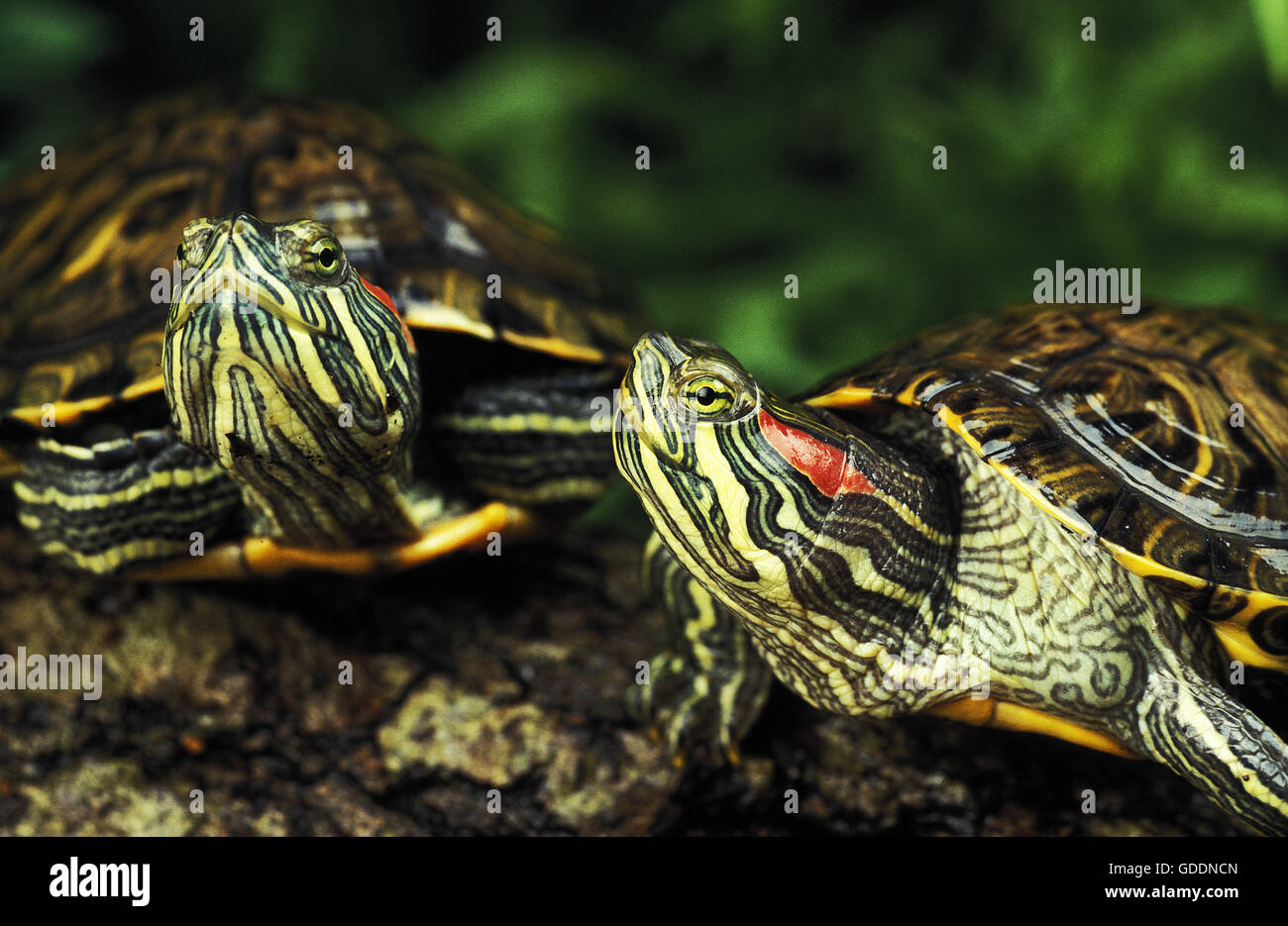 Red-Eared Terrapin, trachemys scripta elegans Stock Photo