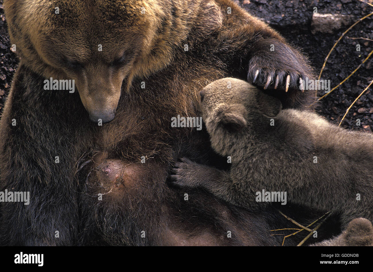 Brown Bear, ursus arctos, Mother and Cub suckling Stock Photo - Alamy