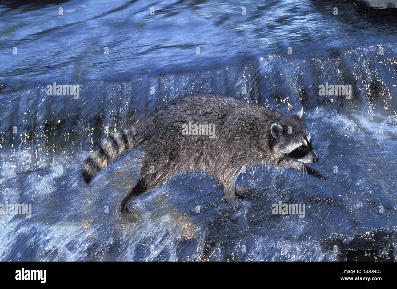 Raccoon, procyon lotor, Adult crossing River Stock Photo