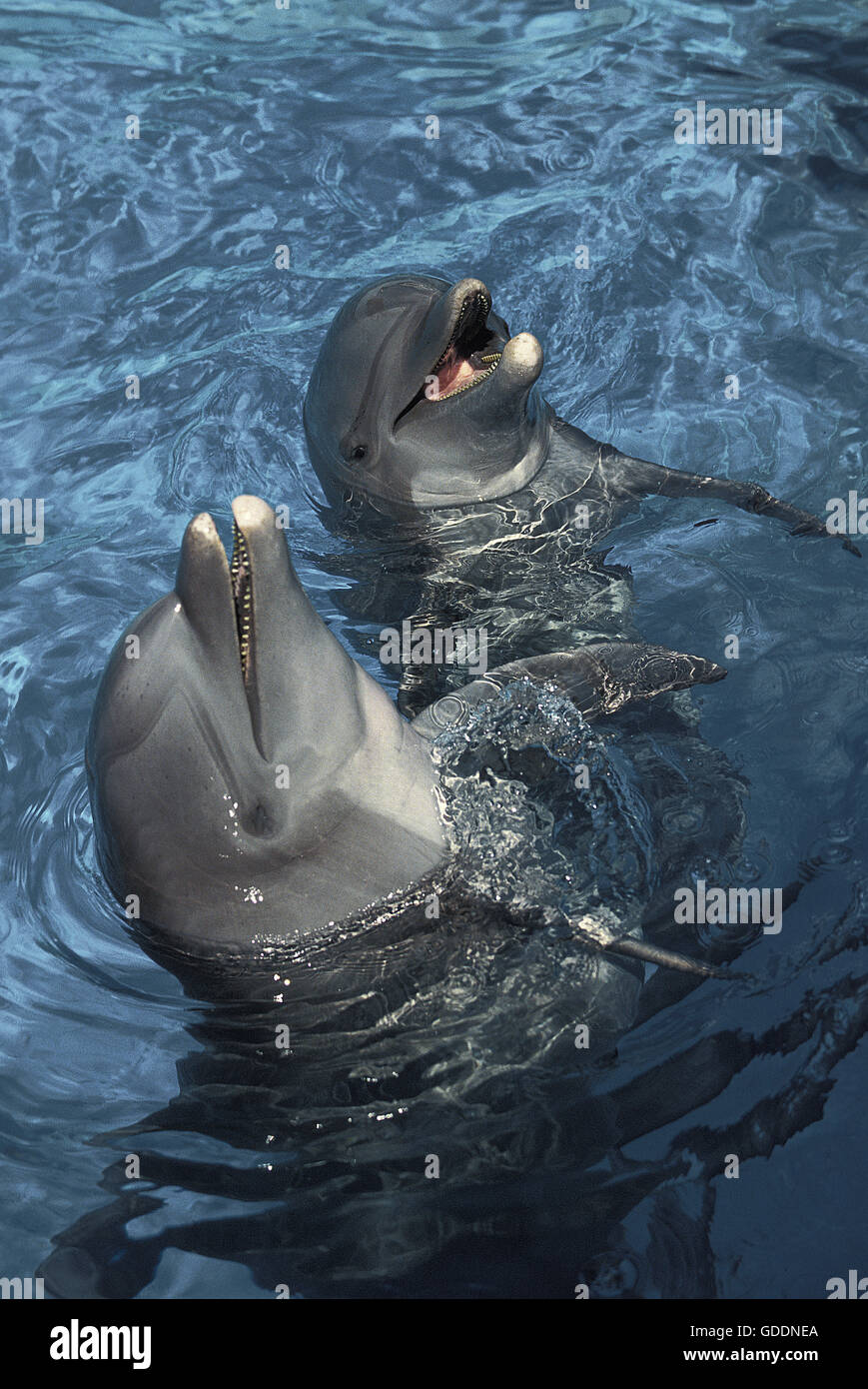 Bottlenose Dolphin, tursiops truncatus Stock Photo