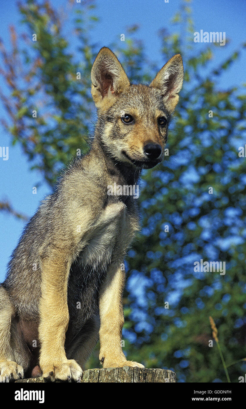 European Wolf, canis lupus, Cub sitting Stock Photo